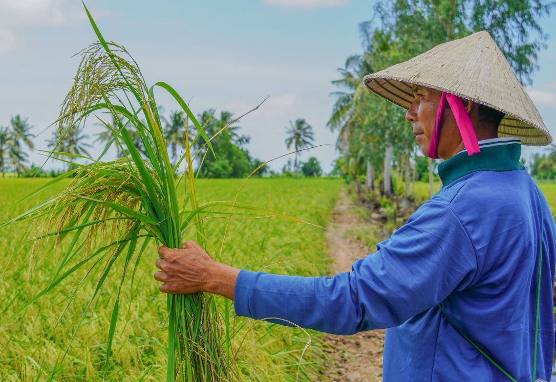 Chiều cao cây lúa ST24 và ST25