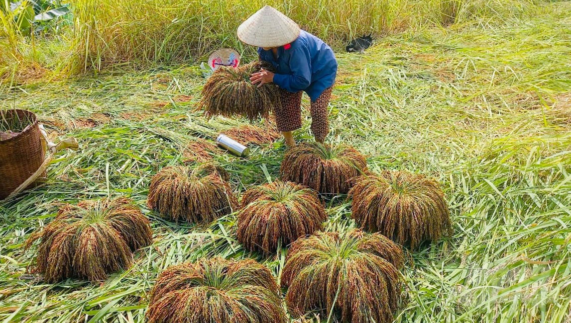 Gạo nếp hạt cau từ nguy cơ mai một đến đặc sản được bảo hộ