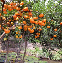 Hà Giang xảy ra tình trạng cam rụng hàng loạt khiến người dân có nguy cơ “trắng tay”.